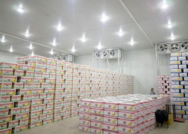 Cold Storage Room for a Leading Banana Wholesale Company