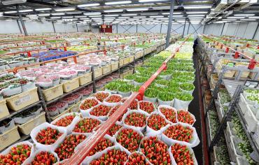Keeping Flowers Fresh: The Importance of Flower Cold Storage