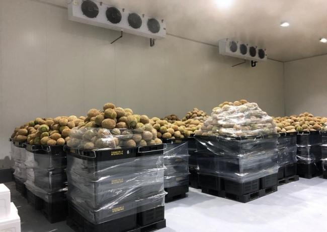 Specialized Cold Storage for Malaysian Durian Exporter