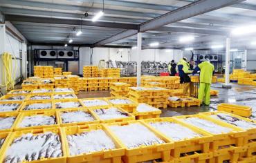 Compact Cold Storage Solution for Vietnamese Seafood Trader