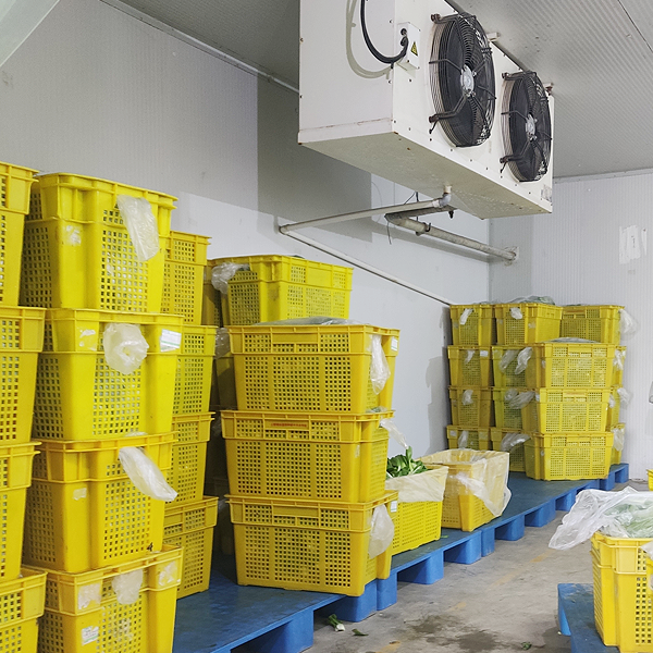 ARTECO Commercial Cold Room for Vegetables