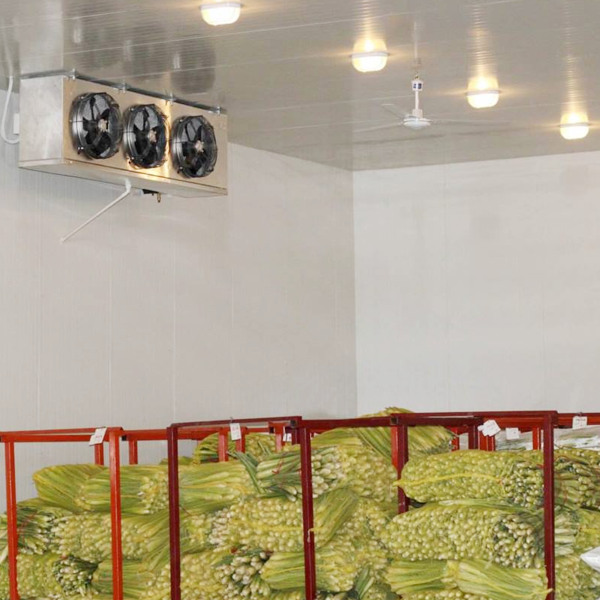 ARTECO Customized Commercial Fruit and Vegetable Storage Room