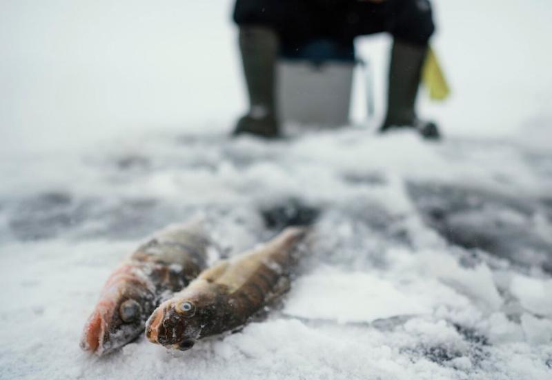 Alaska fish