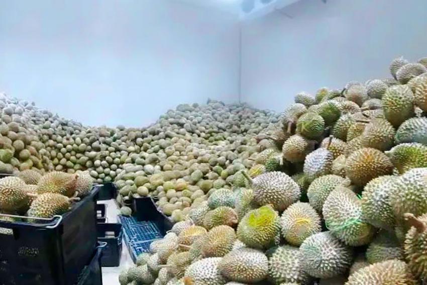 Mastering Durian Storage: ARTECO's Malaysian Success Story