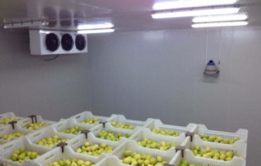Do Cold Rooms Need Disinfection? Understanding Cold Storage Hygiene