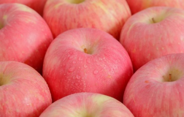 ARTECO Refrigeration: Modernizing Fruit Cold Storage for a Premier Global Exporter